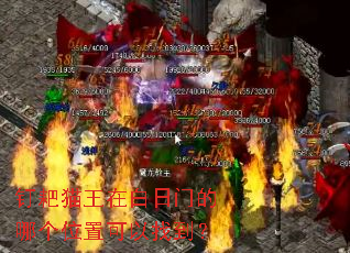 ����è���ڰ����ŵ��ĸ�λ�ÿ����ҵ���