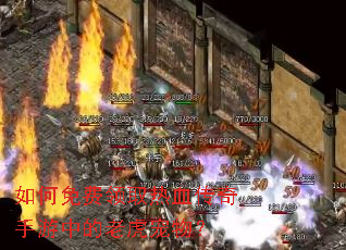 如何免费领取热血传奇手游中的老虎宠物? 如何免费领取热血传奇手游中的老虎宠物?